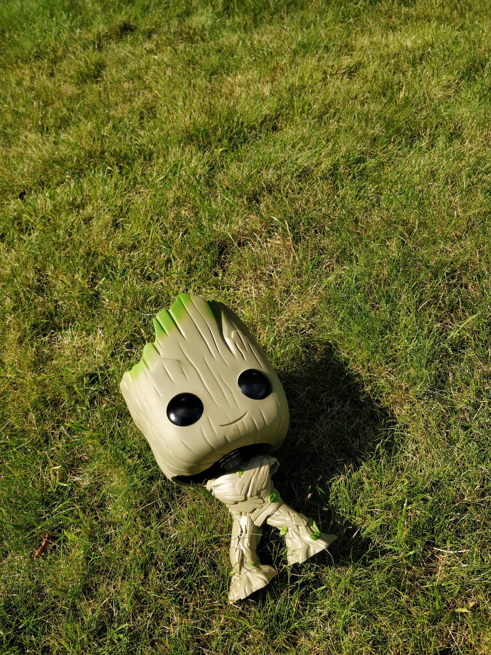 Groot … relaxing in the grass